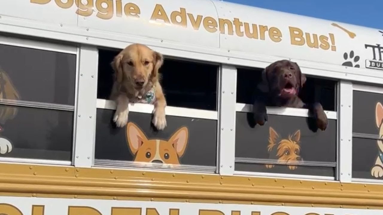 Мой лабрадор отправился на экскурсию! *Очаровательно*