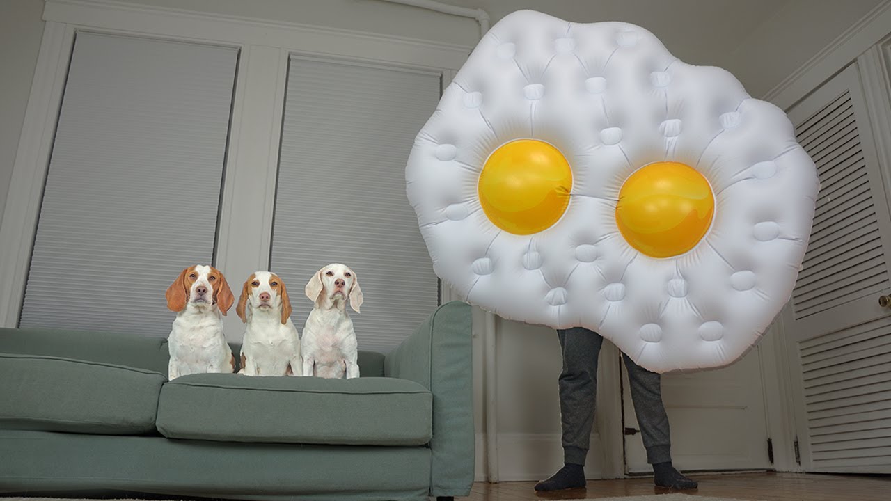Dogs vs Giant Eggs Prank: Funny Dogs Maymo, Potpie, & Puppy Indie Battle Talking Eggs