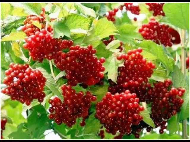 Игорь Слуцкий Калина Красная - YouTube