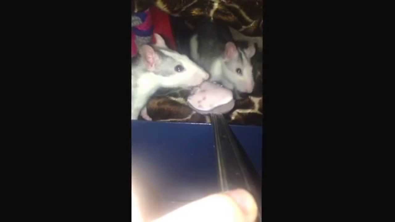 My pet rats enjoying lacto free yoghurt time! YouTube