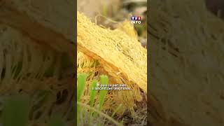 Prisons Pourquoi Autant Dévasions ? Tf1 Info