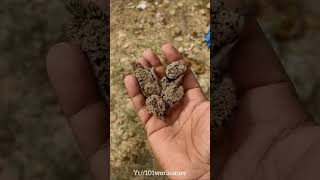 Red-wattled Lapwing A Clever Bird |Tateeri Aik Chalak Parinda | Tateeri Bird |Tateeri Chicks#lapwing