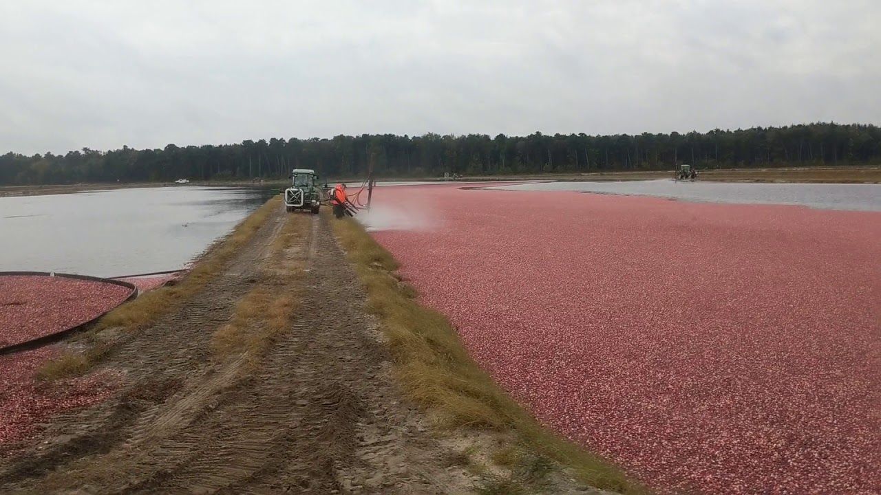 Cranberry Harvest Tour Pine Barrens Native Fruits YouTube
