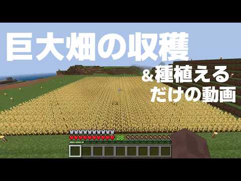 巨大畑の収穫&種を植える動画