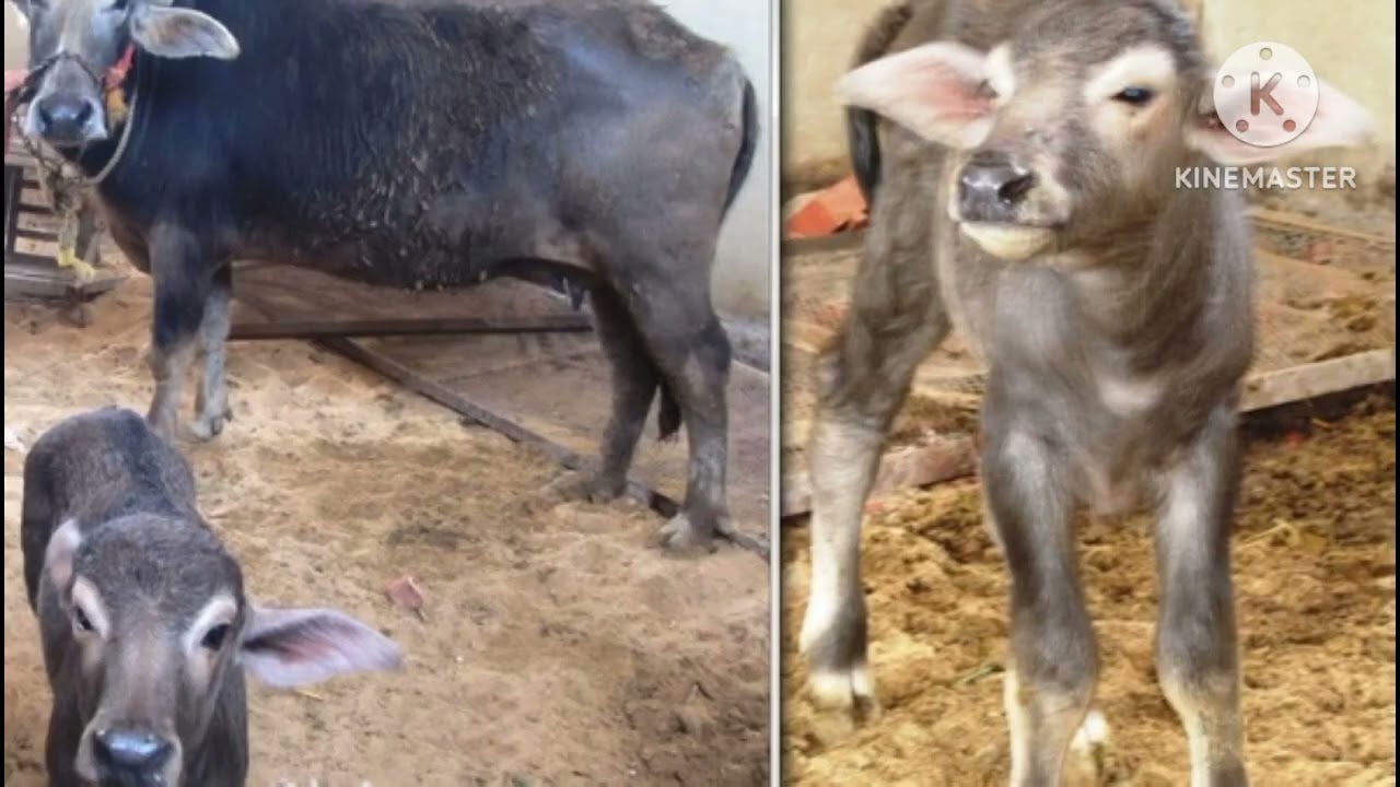 شروط وأجراءات ترخيص مزرعة مواشى فى مصر