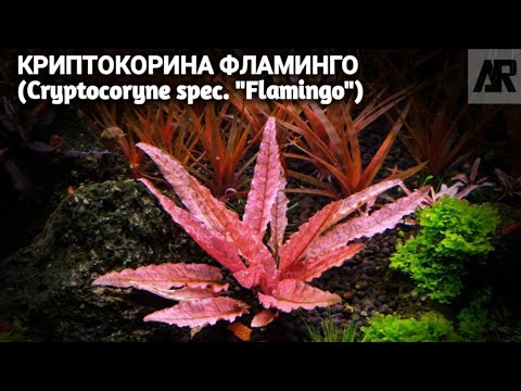 Video: Cryptocoryne Bianco