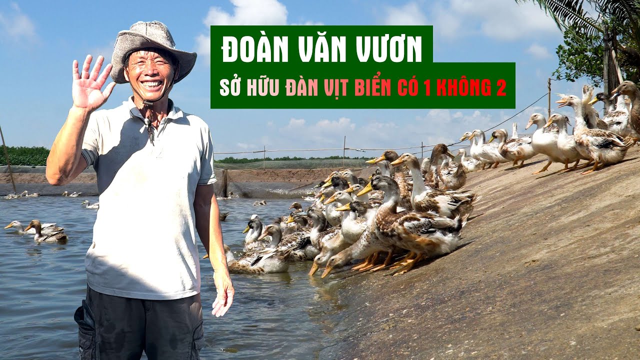Vì Sao Chú Đoàn Văn Vươn Lại Sở Hữu Đàn Vịt Biển  Có 1 Không 2 | Người Đặc Biệt