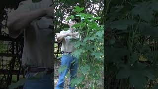 Okra advice garden mulch gardeningtips okra