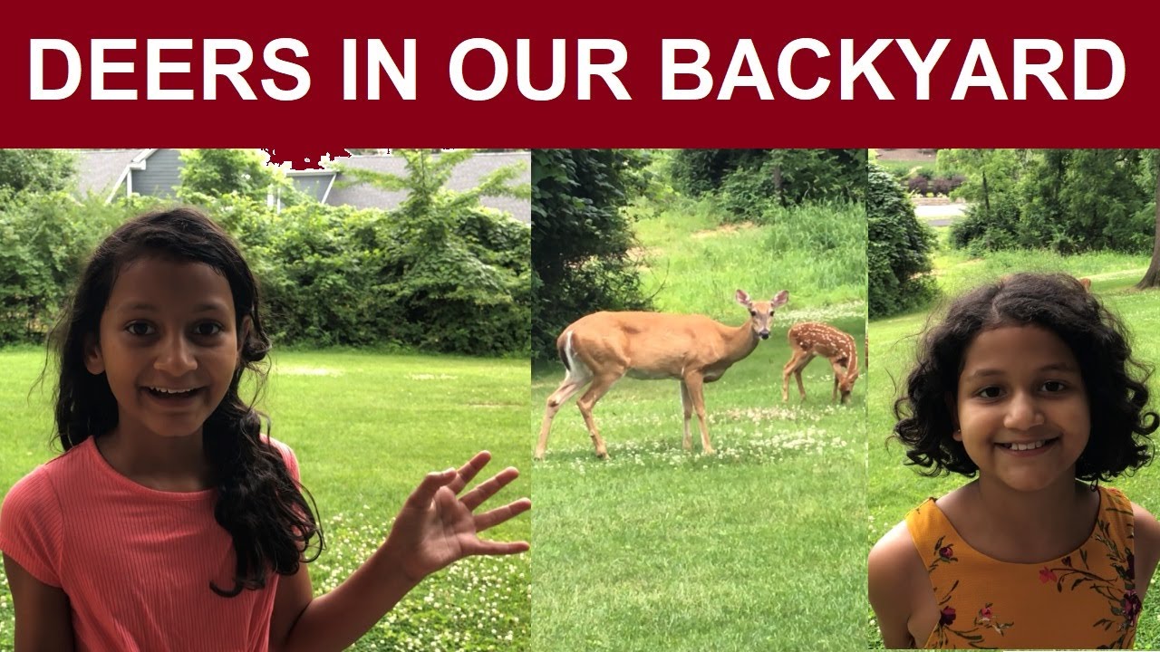 Our Backyard Friends YouTube