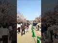 上野公園の桜は満開6 桜通りを一周(3) The cherry blossoms in Ueno Park are in full bloom.