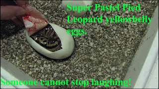 Pastel Pied x Pastel Leopard Yellow Belly Clutch | Brumation Overview