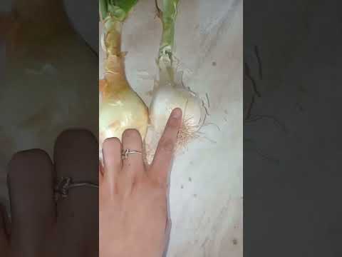 بصل ابيض شفتو كيفو من قبل