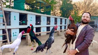 Ground Birds Murgi farming, Hen Hatching Chicks, Shamo Parrot Beak Long Tail, Hsn Entertainment