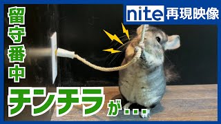 【nite-ps】配線器具「11.ペット放し飼い時の注意」