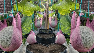 cara menanam melon di polibag dari benih sampai panen ( organik ) || how to grow melons in polybags