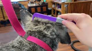 Schnauzer pregroom by Jarrod Whaley 491 views 1 month ago 2 minutes, 34 seconds