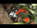 El Orquideario Marino-Las Lomas Nayarit, México-Perspectiva 13