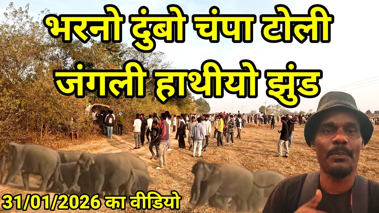 भरनो दुंबो चंपा टोली में//जंगली हाथियों का झुंड 