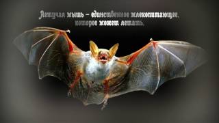 Интересные факты о животных. А вы это знали?.. Интересные факты о животных. А вы это знали?..