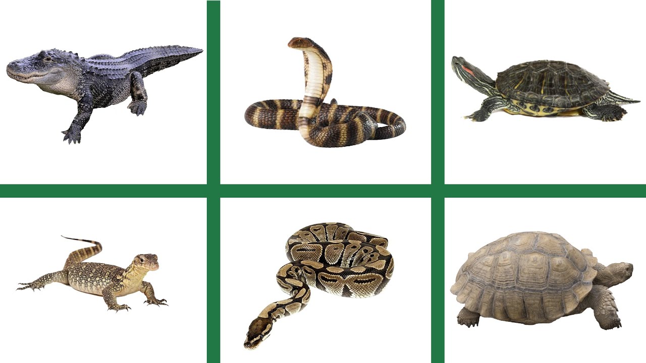 Learn English Reptiles Animals Name - Snakes, Lizards, Turtles, Alligators  Picture Play Educational - YouTube