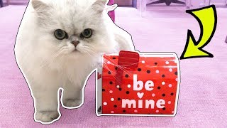 CLOUD GETS HIS VALENTINE'S DAY PRESENTS!!