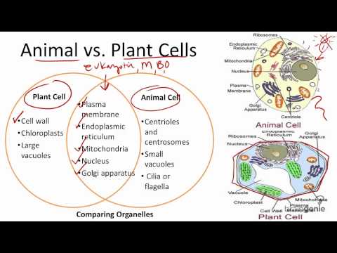 Animal Vs Plant Cell Chart