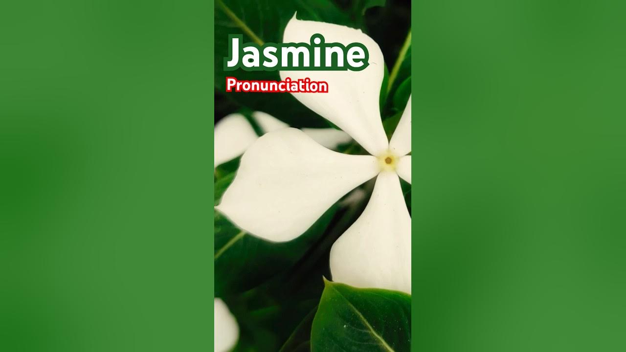 🪷 Jasmine Pronunciation 🪷 How to Pronounce Jasmine? What is Jasmine? 