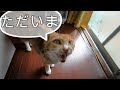 夕方に裏山から帰って来て元気よくただいまを言う娘猫