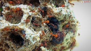 Tanajura Na Colônia , Soldados Na Defesa Atta Spp