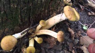 Picking the right honey mushrooms