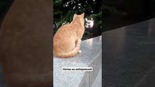 Кот на набережной в Севастополе