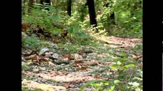 Celebrity Pacolet River Heritage Preserve Field Trip Profile