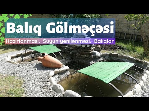 Video: Evdə Bir Iş Olaraq Balıq Yetişdirmək