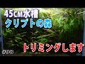 【45cm水槽】クリプトの森をトリミングしましたが・・・【水草水槽・熱帯魚(Planted aquarium/Tropical fish)】#98