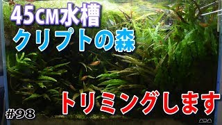 【45cm水槽】クリプトの森をトリミングしましたが・・・【水草水槽・熱帯魚(Planted aquarium/Tropical fish)】#98
