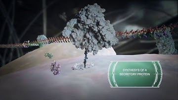 Motor molecules and membrane trafficking