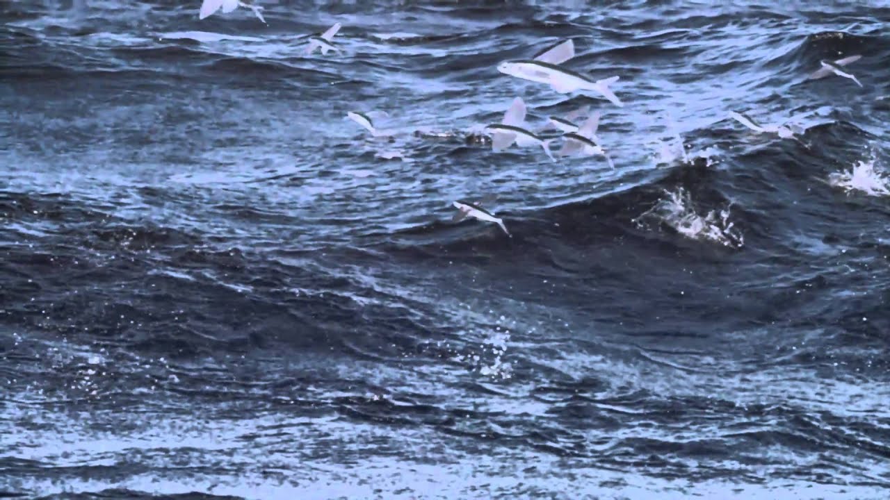 Amazing Flying Fish SUPER SLOW MOTION YouTube - YouTube