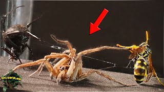 UNUSUAL! What would happen if these THREE PREDATORS MEET? WASP, BLACK WIDOW, and WOLF SPIDER by BICHOMANIA 67,932 views 9 months ago 8 minutes, 4 seconds