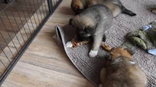 Ijslandse Honden Puppen Elska En Eskil 41 Dagen Oud