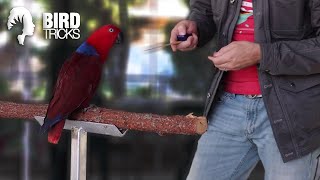 Socializing An Eclectus Parrot to Like More People | Female Ekkies