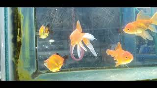 Wow super beautiful goldfish in tank