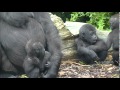 Gorillas @Burgers' Zoo 30 September 2014 part 34
