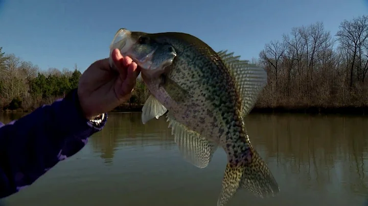 Rabbits of the Fish World