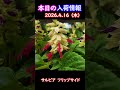 【2026.4.16】サルビア フリップサイド【入荷情報切り抜き】 #ガーデニング #園芸 #花のある暮らし