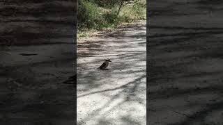 Kookaburra eating a snake \ Кукабарра ест змею