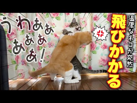 いつも温厚な猫が突然叫びながら実家の猫に飛びかかって大変なことになりました…