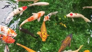 Calm Koi Fish Pond – Focus Music for Studying & Working screenshot 3