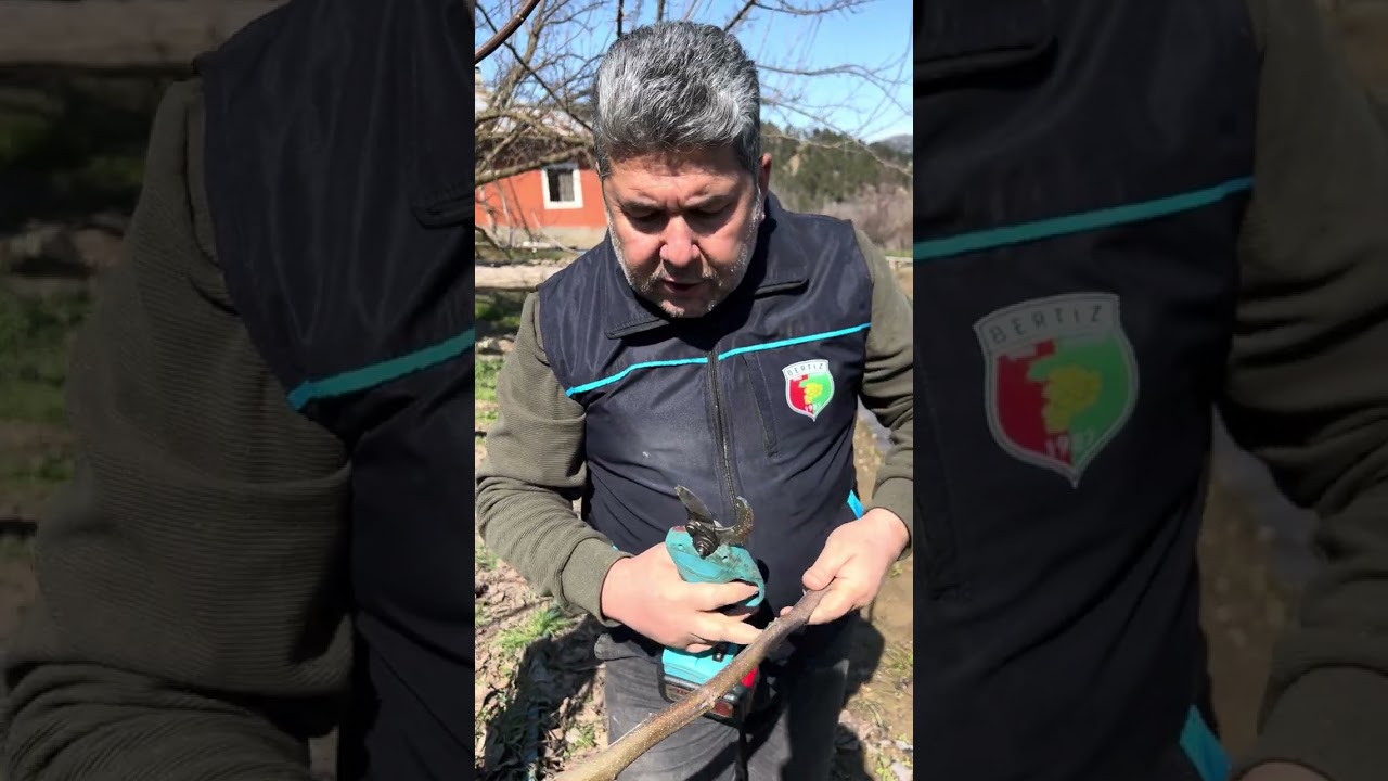 Ceviz kalem aşısı ne zaman alınmalı ?Kalem nasıl olmalı?#purnıng#valnut#garden 