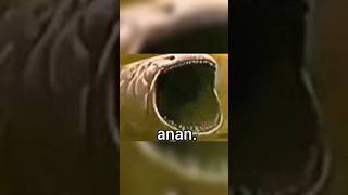 Anan Diyen Köpek Balığı