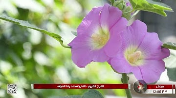 القرآن االكريم القارئ محمد رضا الصراف